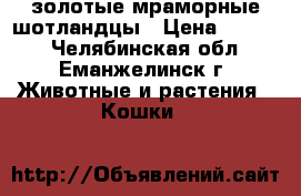 золотые мраморные шотландцы › Цена ­ 5 000 - Челябинская обл., Еманжелинск г. Животные и растения » Кошки   